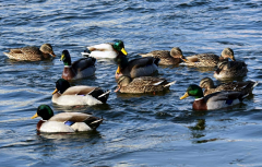 鴨子不停的擺頭，抖震、勾背的病因