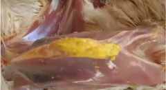 現(xiàn)在青年雞最嚴重的是什么？