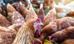 出現(xiàn)咳嗽呼嚕流鼻涕？秋天常發(fā)病你都不知道怎