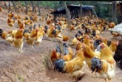 雞咳嗽、呼嚕、甩鼻怎么辦？