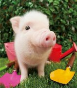 元旦、春節(jié)期間的生豬價(jià)格有望上漲么，能漲多