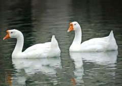 養(yǎng)鵝禁忌有哪些？看看你中了幾條！