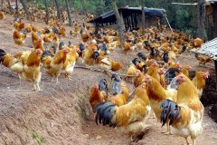 養(yǎng)雞過(guò)程中不能做的八件事，養(yǎng)殖戶要記牢！(技