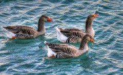 鴨子腿軟癱瘓一批鴨子出現(xiàn)兩三次這種情況！怎