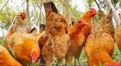 蛋雞產(chǎn)蛋過程中高峰期維持時間較短！有個妙招