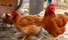 養(yǎng)雞過程中不能做的八件事，養(yǎng)殖戶要記牢！(技