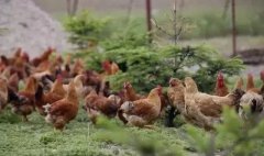 養(yǎng)雞冬天你不注重呼吸道疾病？那可就功虧一簣