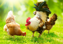 近期接到很多養(yǎng)殖朋友的留言，基本都是呼吸道