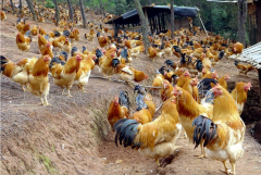 家禽夏季熱應(yīng)激拉稀腸道菌群失調(diào)！