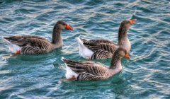 快速養(yǎng)鴨技術，這樣養(yǎng)鴨可以快速育肥！