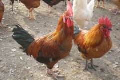 這7點(diǎn)讓你明白什么是腺胃炎！養(yǎng)殖戶趕緊收藏！