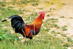 養(yǎng)雞掌握避免溫差出現(xiàn)，雞群遠離呼吸道疾病