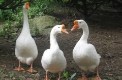 怎么治療鵝痛風(fēng)問題？快進(jìn)來看看！