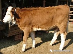 肥牛養(yǎng)殖過程中存在的問題，應該如何進行解決