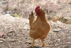 大腸桿菌能引發(fā)哪些疾??？（保存收藏）