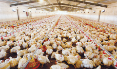 肉雞壞死性腸炎飼料報(bào)酬低，整齊度差嚴(yán)重影響