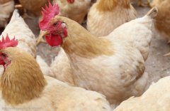 注意，肉雞呼吸道疾病這些聲音信號(hào)！