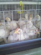 肉雞腺肌胃炎高發(fā)，養(yǎng)雞人認(rèn)真看完這篇文章，