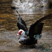 為什么養(yǎng)殖番鴨別人賺錢你卻折本？問題就出在