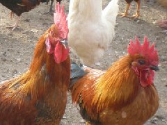 聽說現(xiàn)在球蟲發(fā)病率極高！傷亡也會(huì)出現(xiàn)！