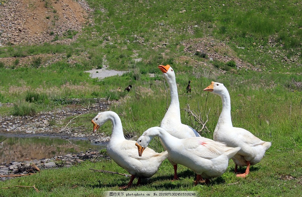 雛鵝為什么會(huì)互相啄毛？怎么解決？