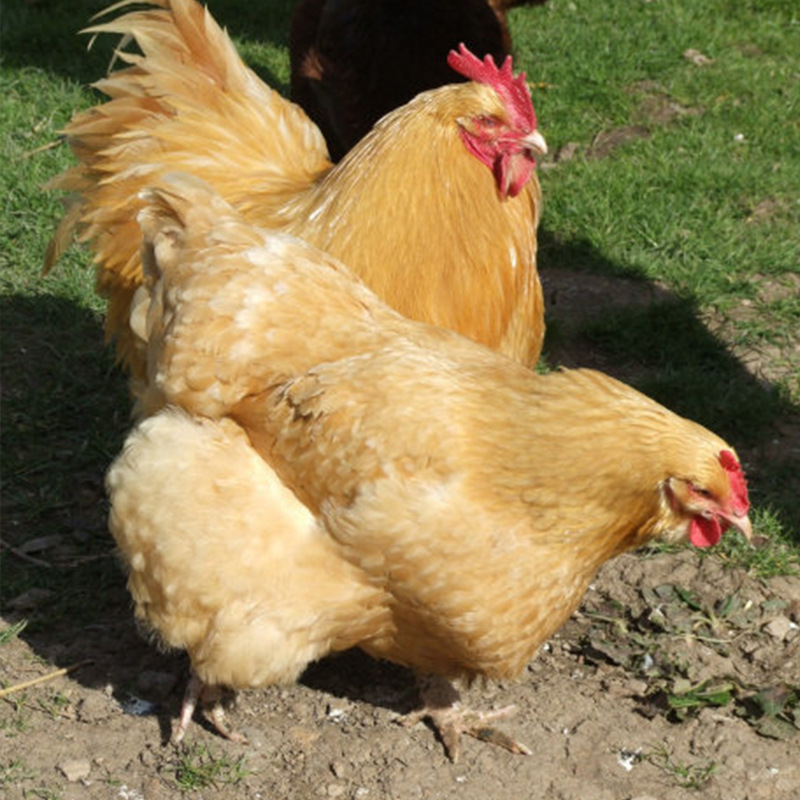 各種雞糞預(yù)示著什么疾??？（疾病技術(shù)）