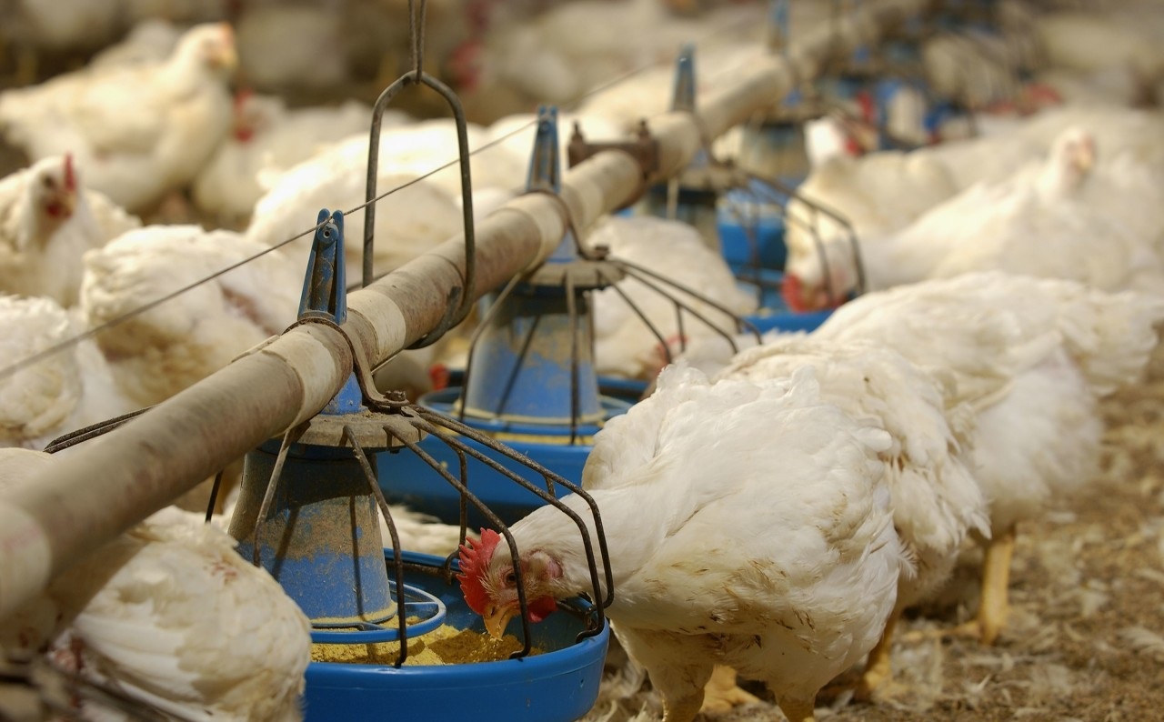 注意，肉雞呼吸道疾病這些聲音信號！