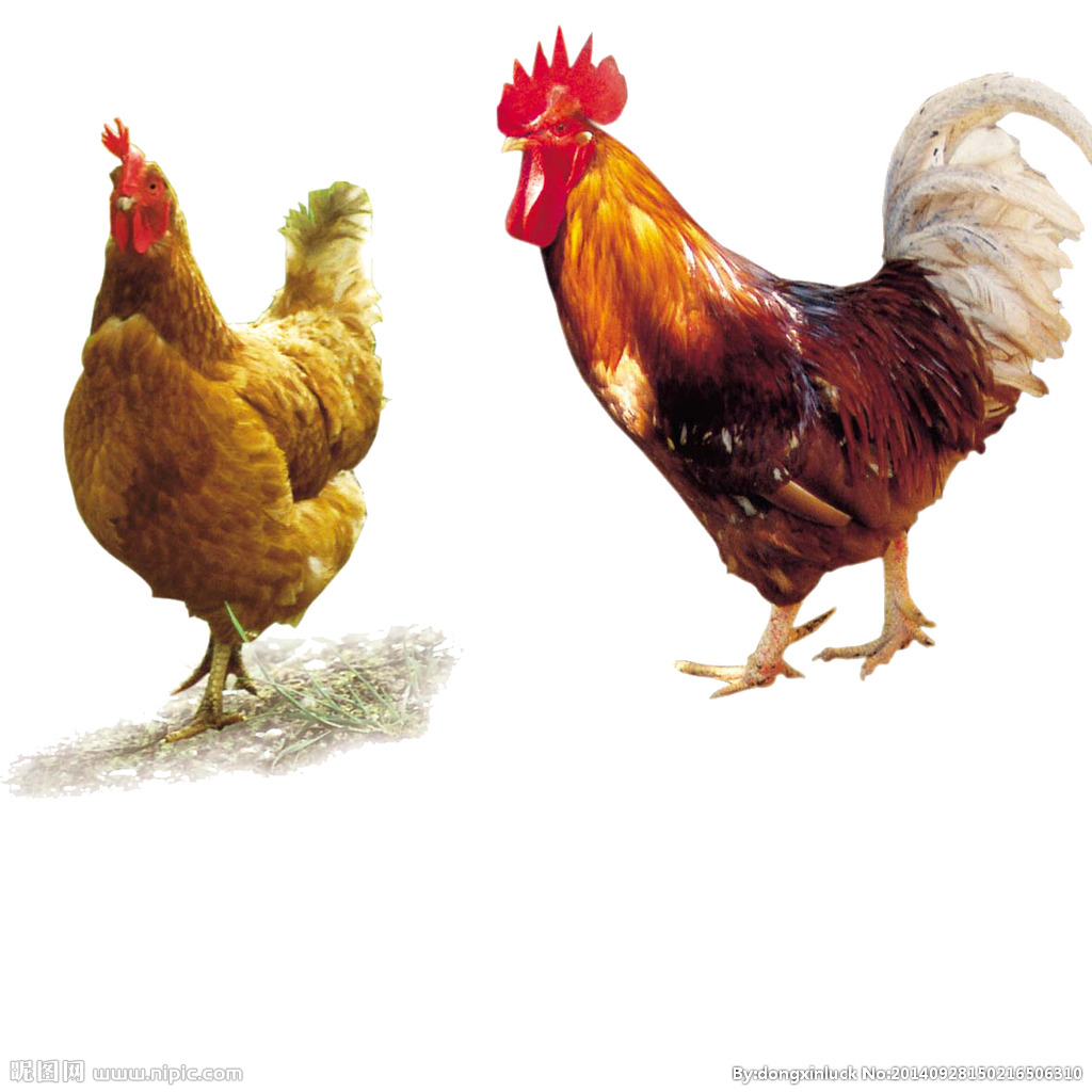  提高肉鴨養(yǎng)殖效益！這八個飼養(yǎng)管理要注意了?。夹g） 